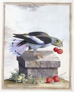 Plate VIII av Peter Brown