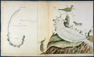 Kart over Adventure Bay, Van Diemens Land, ca. 1773 (akvarell på papir) av Peter Fannin