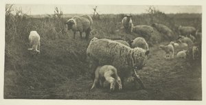 En pastoral mars (Suffolk) av Peter Henry Emerson