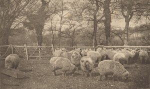  av Peter Henry Emerson