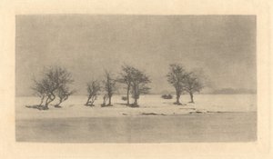 knudrete tornetrær av Peter Henry Emerson