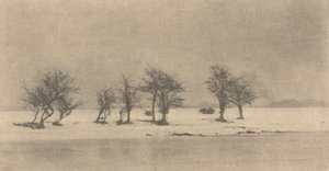 knudrete tornetrær, ca. 1890, trykt ca. 1895. av Peter Henry Emerson