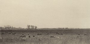 Myrer ved Nordsjøen, 1890-1891, trykt 1893. av Peter Henry Emerson