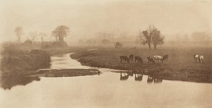 Sauer på myrene [Landskap med storfe] av Peter Henry Emerson