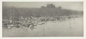Vannliljer av Peter Henry Emerson