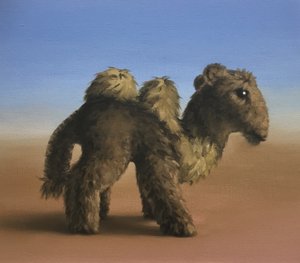 Camel, 2017