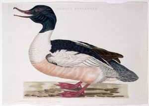 Vanlig merganser