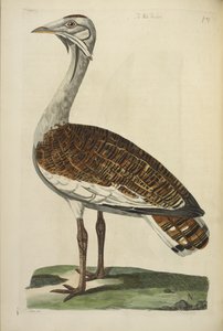The Male Bustard, illustrasjon fra 