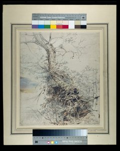 Et døende tre, stammen dekket med høner, ved siden av et gjerde, ca. 1618-20 (penn og blekk over kritt med vask på papir) av Peter Paul Rubens