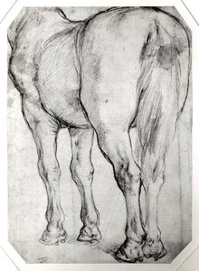 Hestens bakdel av Peter Paul Rubens