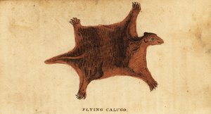 Filippinsk flygende lemur, Cynocephalus volans., 1800 (gravering) av Peter Simon Pallas