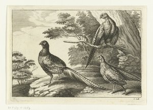 Tre fasaner Diversarum avium arter (serietittel) Forskjellige fugler (serietittel)