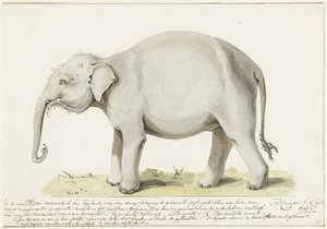 Stående elefant, til venstre av Petrus Camper