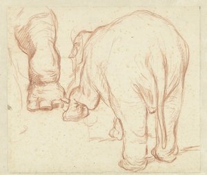 Stående elefant, bakfra og ett ben av Petrus Camper