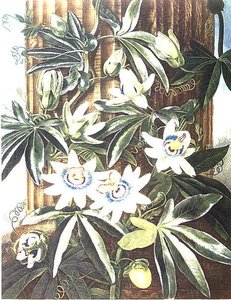 The Blue Passion Flower, gravert av Caldwell, fra 