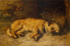 En Border Terrier-valp