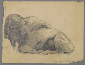 Bison (grafitt på papir) av Philip H. Wolfrom