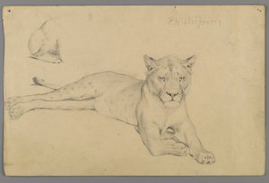 Sittende løvinne (grafitt på papir) av Philip H. Wolfrom