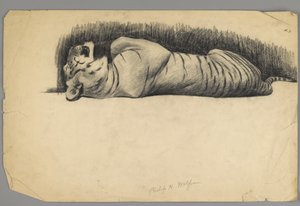 Sovende tiger (kull på papir) av Philip H. Wolfrom