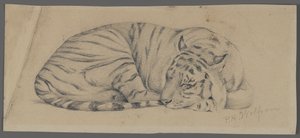 Sovende tiger (grafitt på papir)