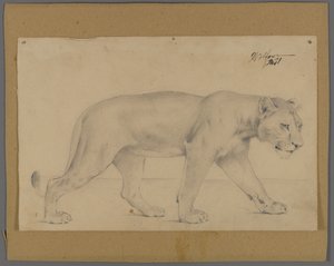 Striding løvinne (grafitt på papir montert på papp) av Philip H. Wolfrom