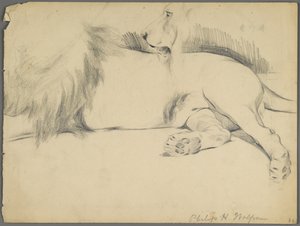 Studier av en løve (grafitt på papir) av Philip H. Wolfrom