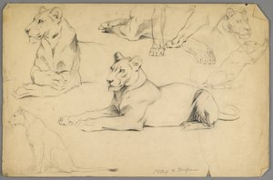 Studier av en løvinne (grafitt og kull på papir) av Philip H. Wolfrom