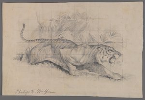 Tiger i landskap (grafitt på papir) av Philip H. Wolfrom
