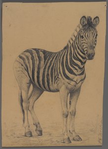 Zebra (grafitt på papir) av Philip H. Wolfrom