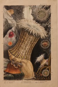 Plate II, studie for 