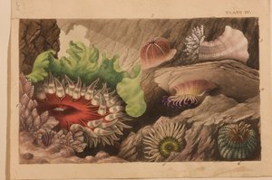 Plate IV, studie for 