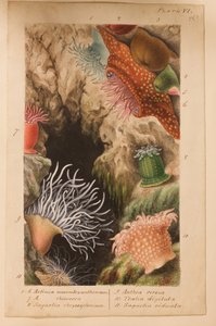 Plate VI, studie for 