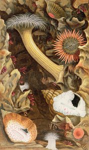 Snake Locked Anemones, plate III fra 