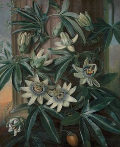 The Blue Passion Flower, for Robert John Thorntons Temple of Flora (London, 1799–1812) av Philip Reinagle