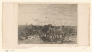 Kyr nær vann i en eng Vaches au bord de l