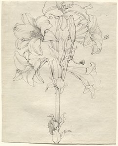En stilk av liljer med seks blomster av Philipp Otto Runge