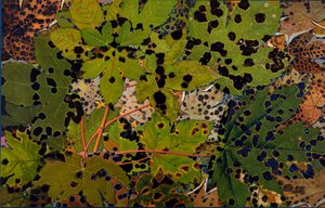 Acer pseudoplatanus: Sycamore angrepet av svartsoppen Rhytisma acerinum, 1907-09 (fotogravyr)