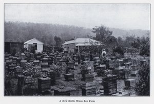A New South Wales Bee Farm (s/hvitt bilde) av Photographer Australian
