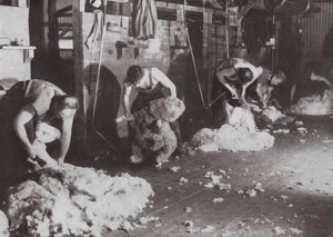 En virkelig australsk studie av et skjæreskur (s/hv-bilde) av Photographer Australian