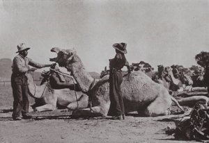 Kamellag med aboriginaler som er ansvarlige leverer ytre stillinger i Central Australia (s/hvitt-bilde) av Photographer Australian