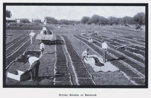 Tørking av rosiner på Renmark (s/hvitt bilde) av Photographer Australian