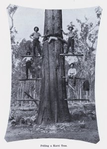 Felling av et Karri-tre (s/hvitt-bilde) av Photographer Australian