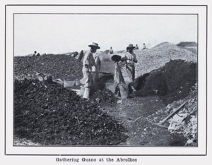 Samle Guano på Abrolhos (s/hvitt bilde) av Photographer Australian
