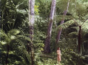 Queensland, Australia: Tropical Jungle (bilde)