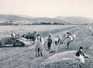 Reaping wheat, Tasmania, ca. 1900, fra `Under the Southern Cross - Glimpses of Australia