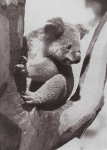 Den unike koalaen eller innfødte bjørnen (s/hvitt-bilde) av Photographer Australian