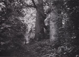 Forest Giants, Stanley Park, Vancouver (s/hv-bilde) av Photographer Canadian