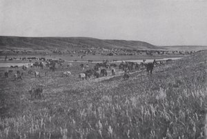 Range Cattle on the Rolling Uplands of Alberta (s/hv-bilde) av Photographer Canadian