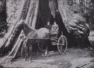 The Big Tree, Stanley Park, Vancouver (s/hvitt bilde) av Photographer Canadian
