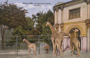 Köln Zoo, Giraffer (bilde) av Photographer German